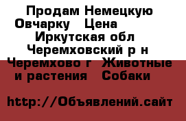 Продам Немецкую Овчарку › Цена ­ 5 000 - Иркутская обл., Черемховский р-н, Черемхово г. Животные и растения » Собаки   